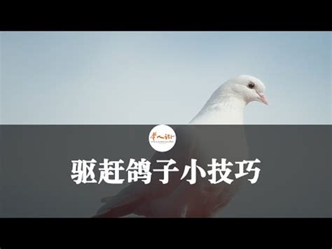 鴿子死在陽台風水